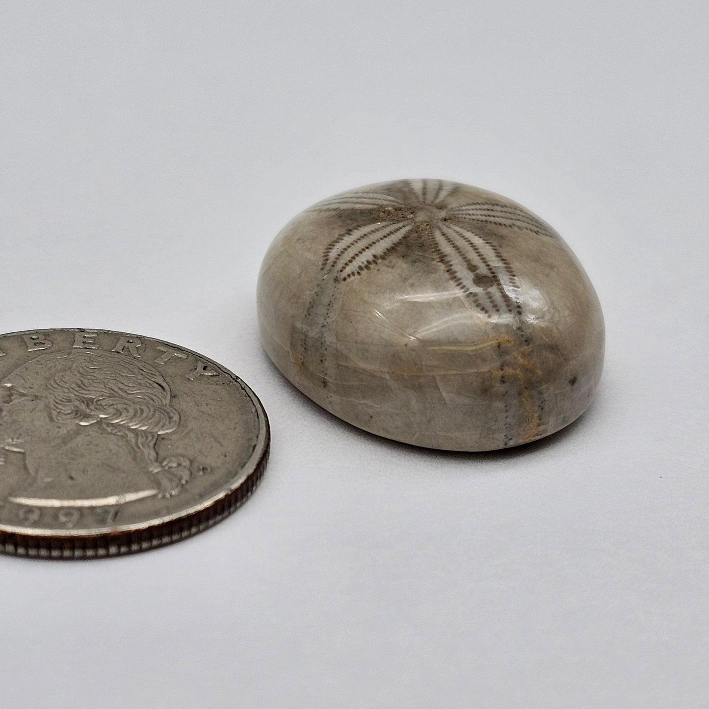 Sand Dollar fossil large
