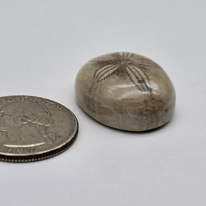 Sand Dollar fossil large