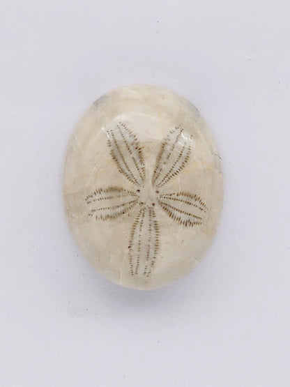 Sand Dollar fossil large