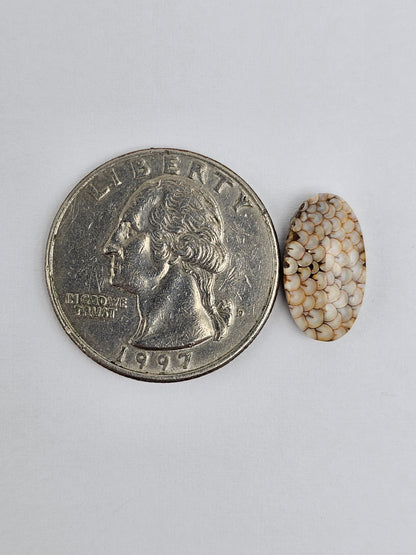 Snake skin agate cabochon
