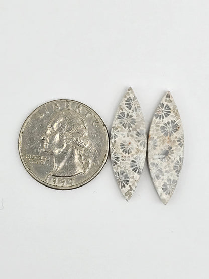 Fossilized Coral Agate Pair