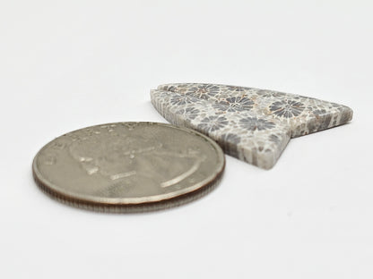Fossilized Coral Agate Pair