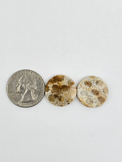 Fossilized Coral Agate Pair