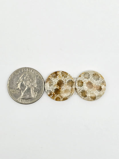 Fossilized Coral Agate Pair