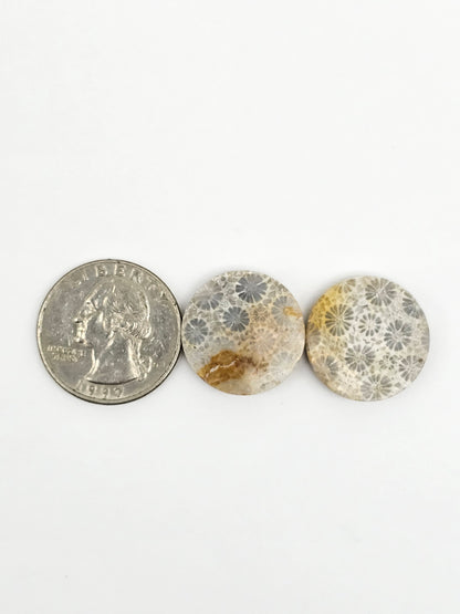 Fossilized Coral Agate Pair
