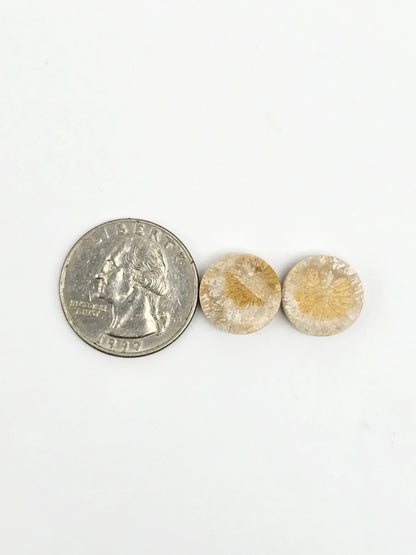 Fossilized Coral Agate Pair