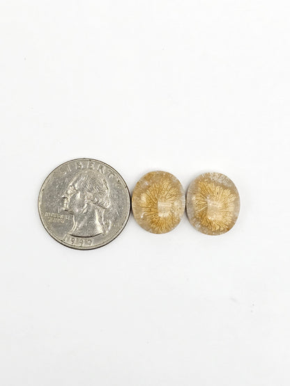 Fossilized Coral Agate Pair