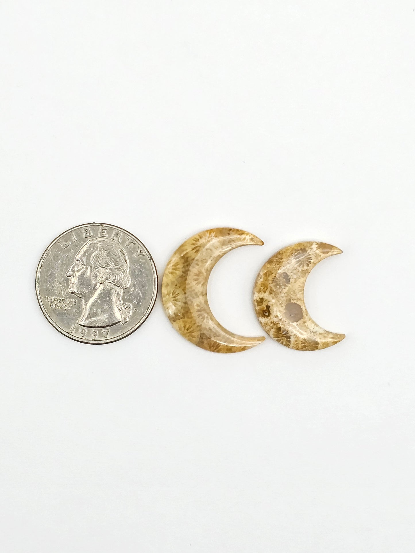 Fossilized Coral Moon Set