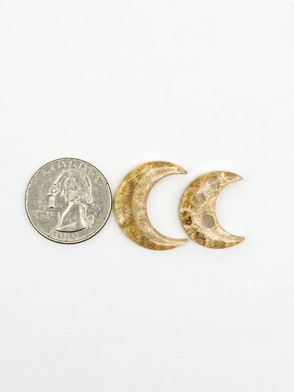 Fossilized Coral Moon Set