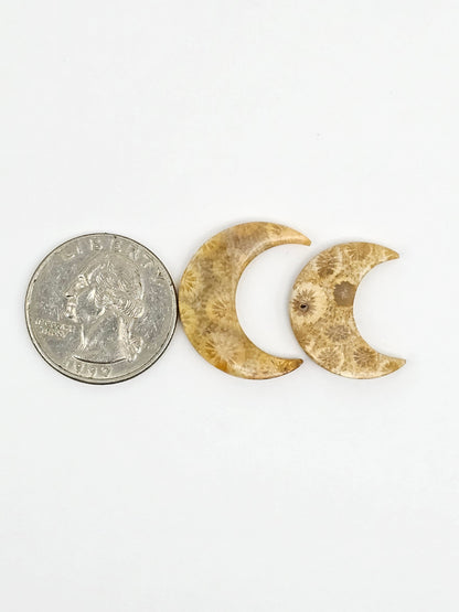 Fossilized Coral Moon Set