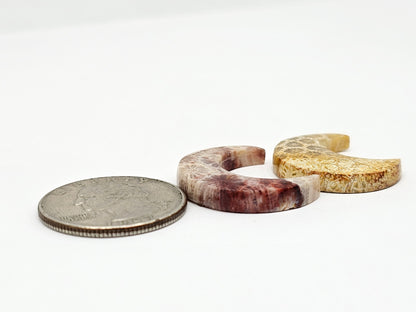 Fossilized Coral Moon Set