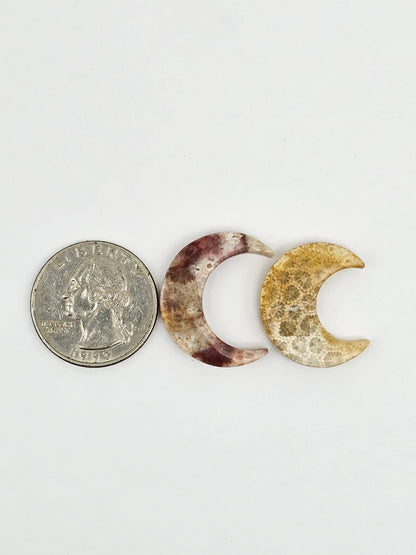 Fossilized Coral Moon Set