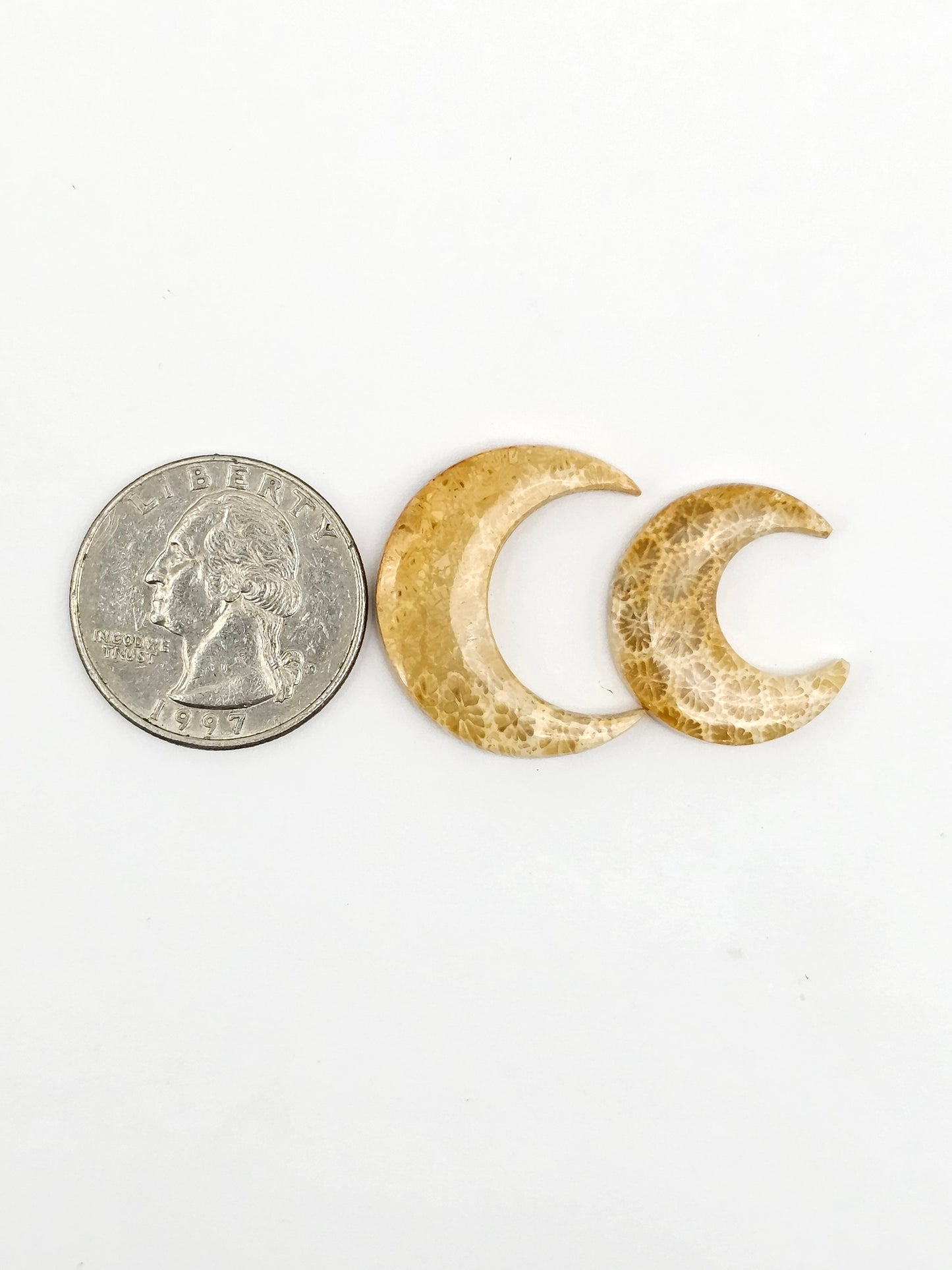 Fossilized Coral Moon Set