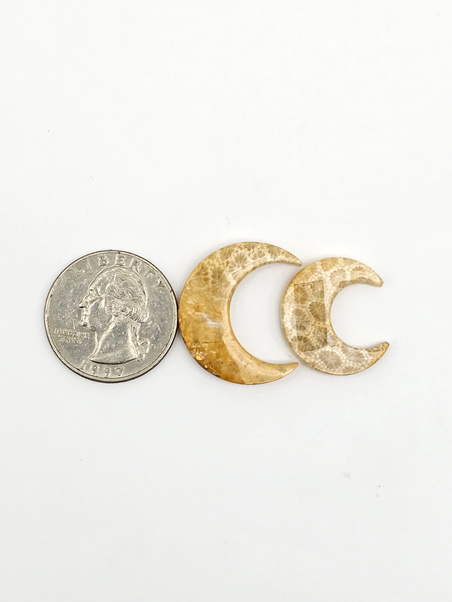 Fossilized Coral Moon Set