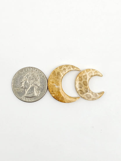 Fossilized Coral Moon Set