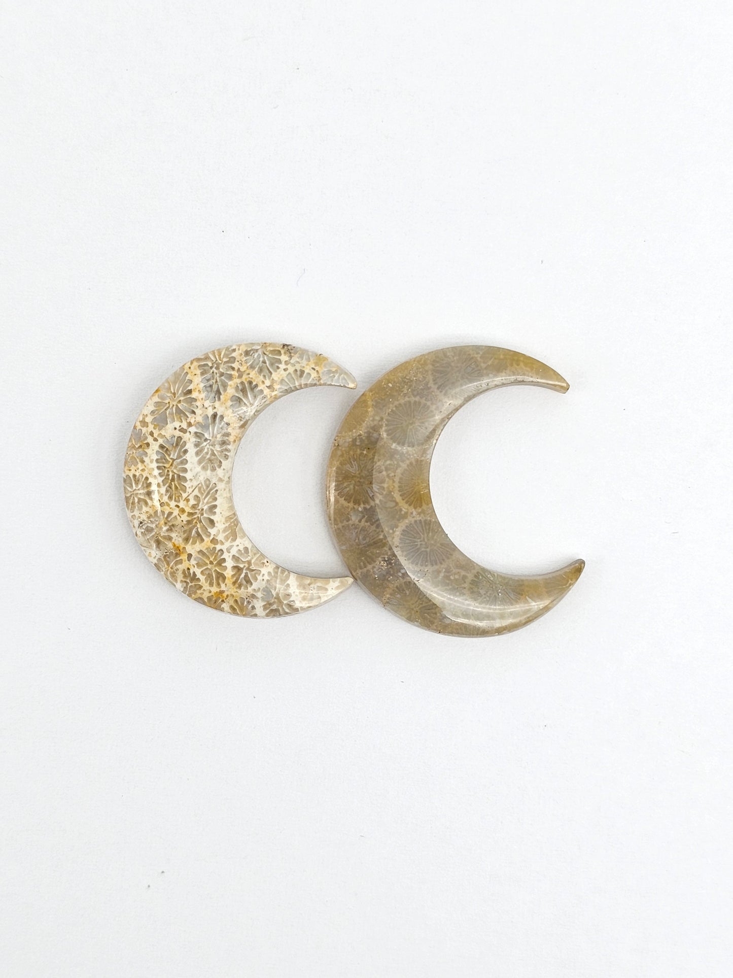 Fossilized Coral Moon Set