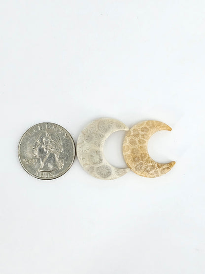 Fossilized Coral Moon Set