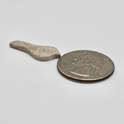 Fossilized Coral Bird Cabochon