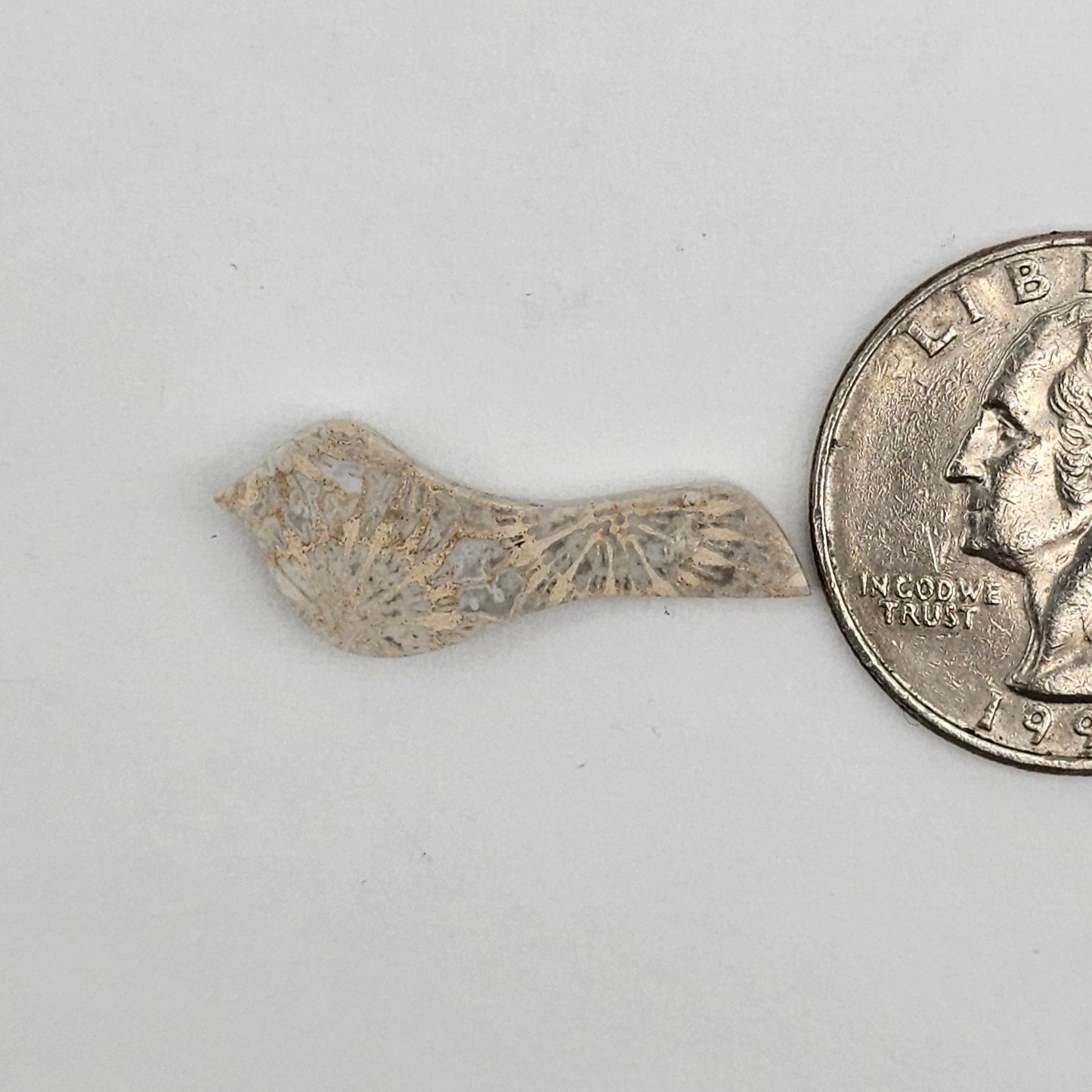 Fossilized Coral Bird Cabochon