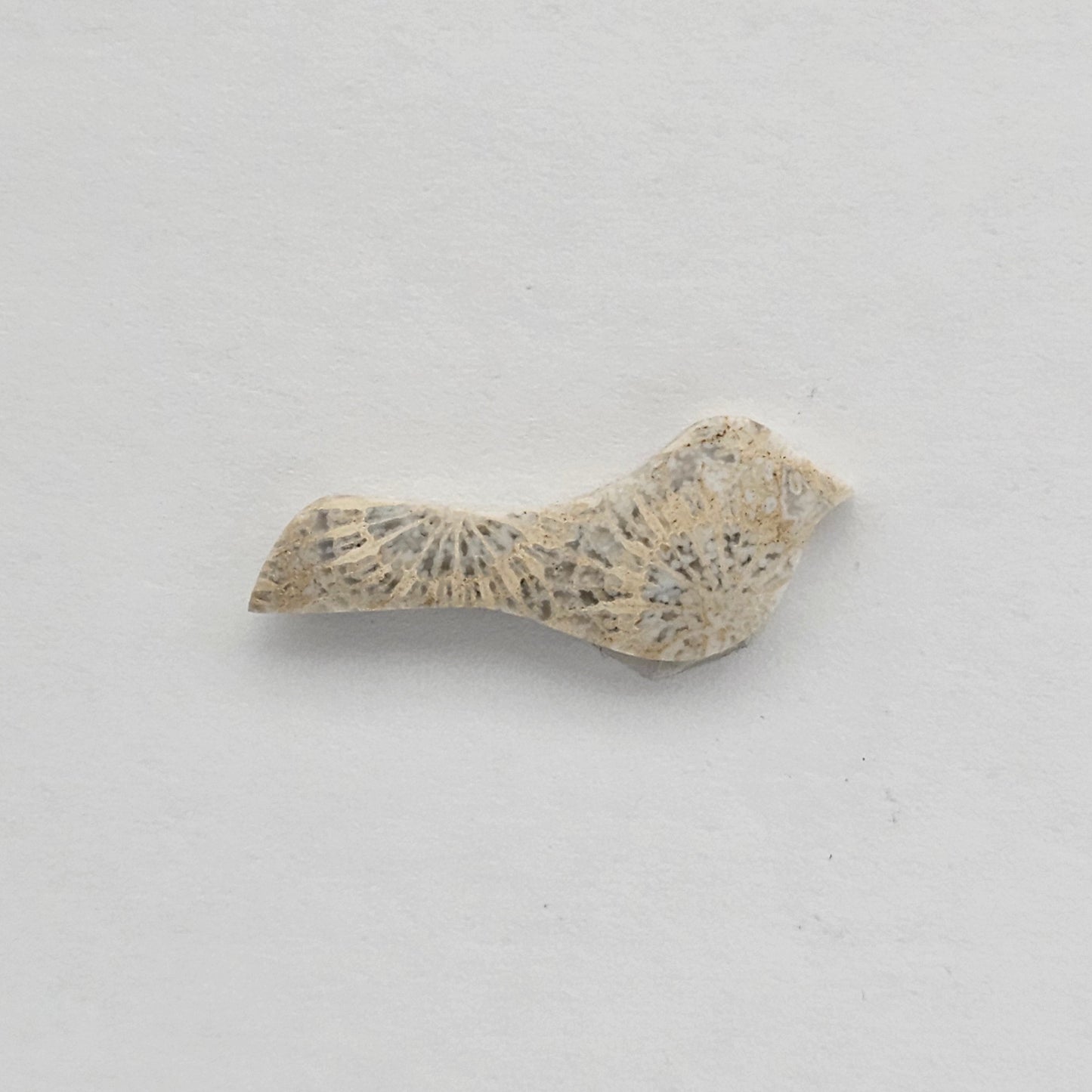 Fossilized Coral Bird Cabochon