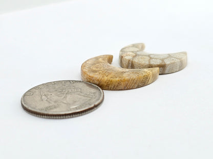 Fossilized Coral Moon Set