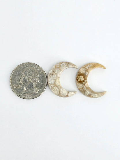Fossilized Coral Moon Set