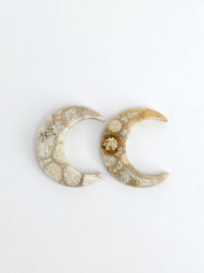 Fossilized Coral Moon Set