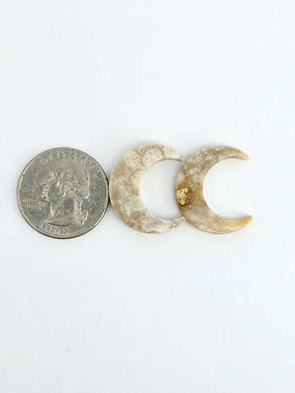 Fossilized Coral Moon Set