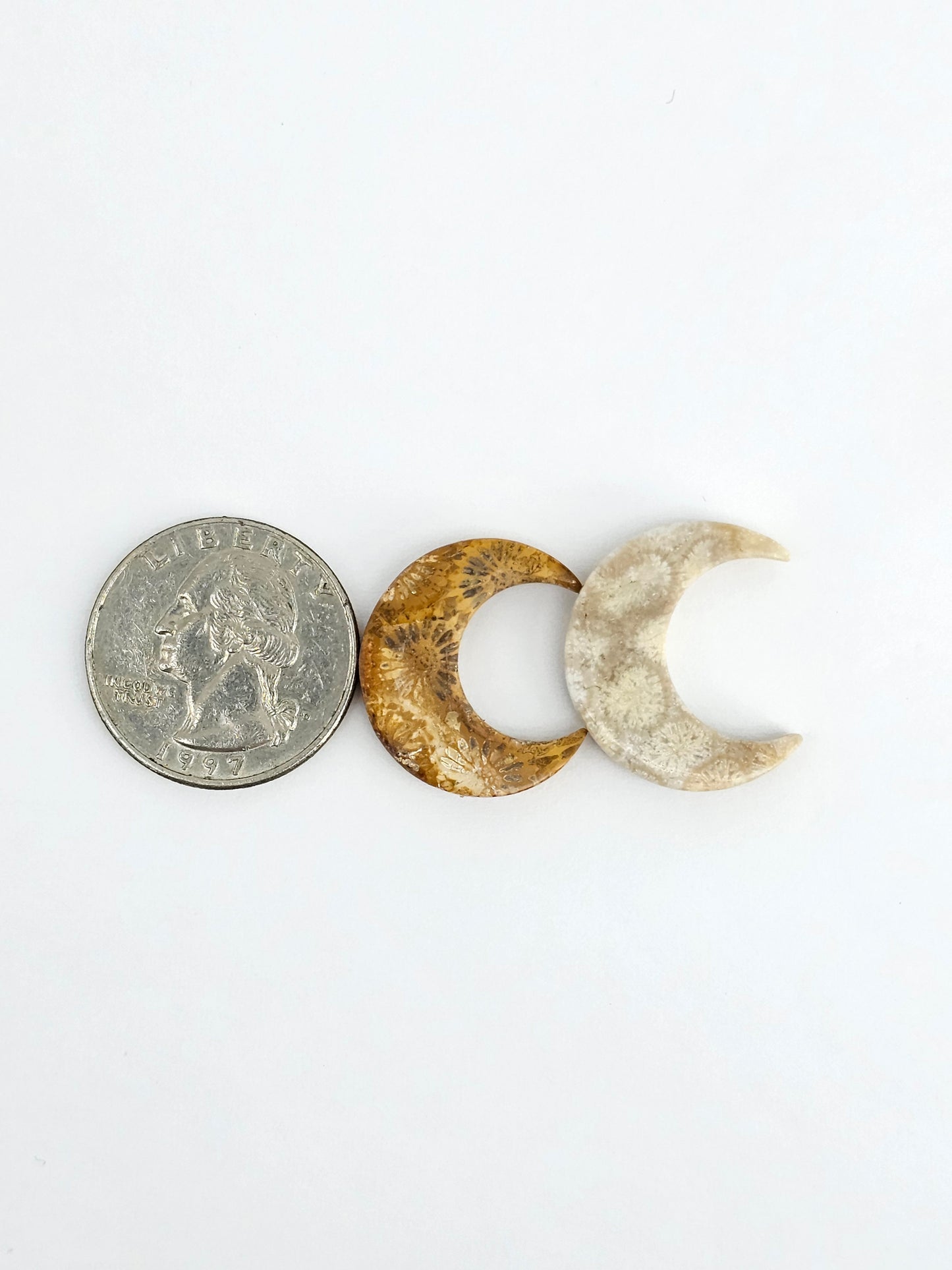 Fossilized Coral Moon Set