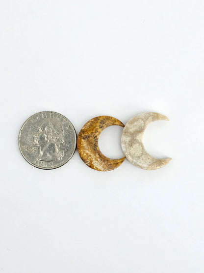 Fossilized Coral Moon Set