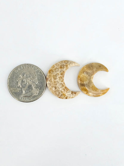Fossilized Coral Moon Set