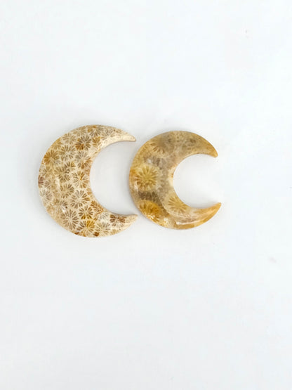 Fossilized Coral Moon Set