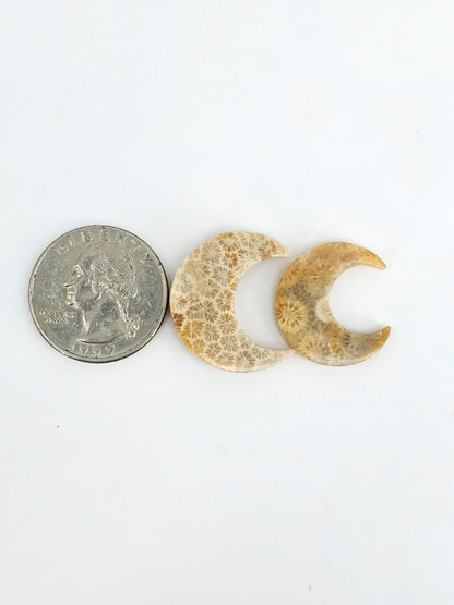 Fossilized Coral Moon Set