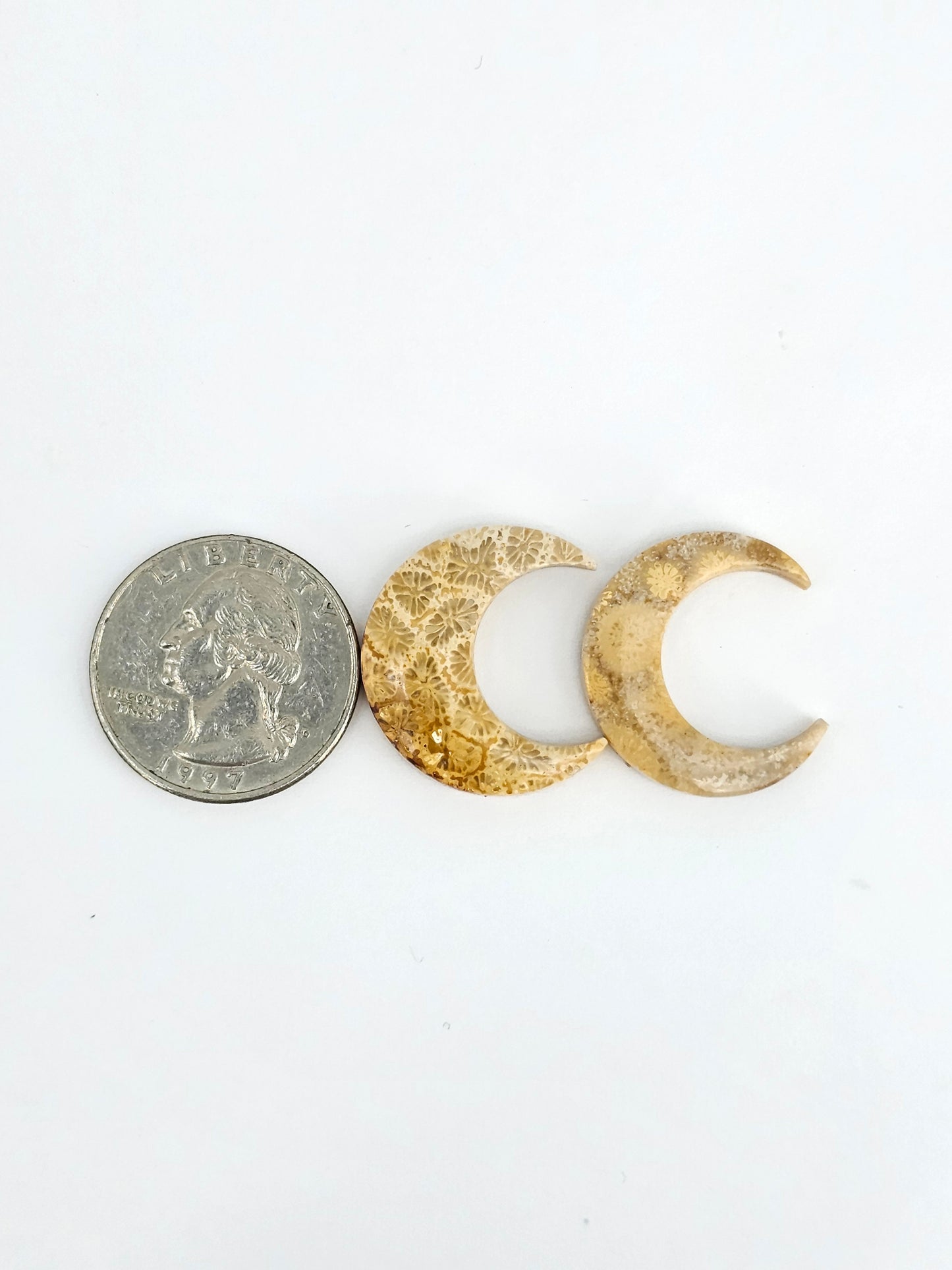 Fossilized Coral Moon Set