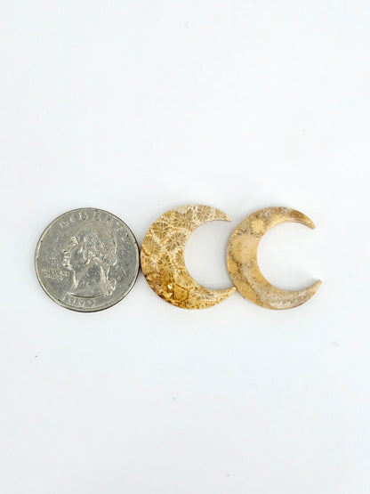 Fossilized Coral Moon Set