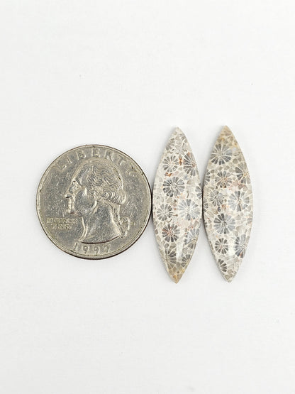 Fossilized Coral Agate Pair