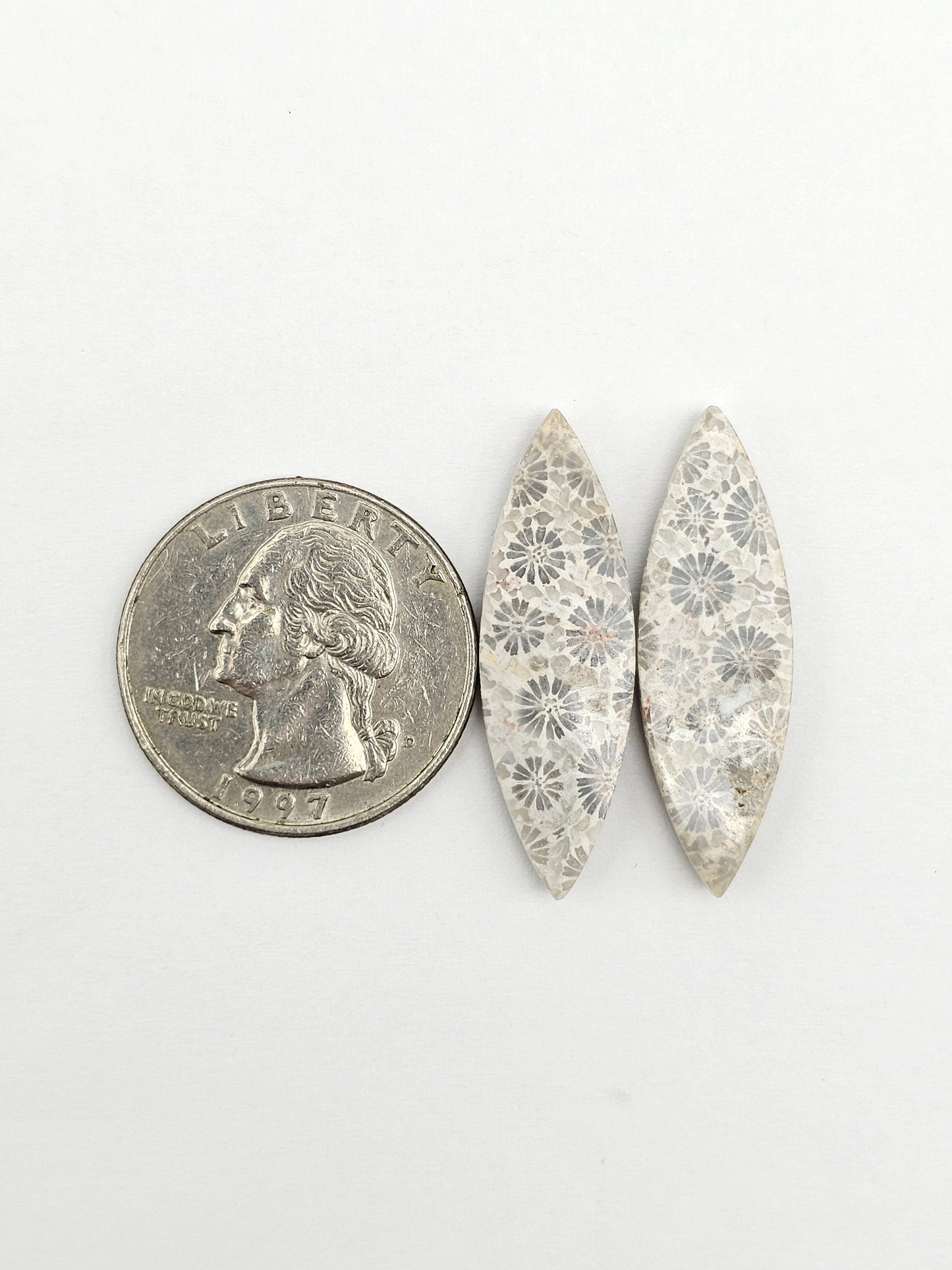 Fossilized Coral Agate Pair
