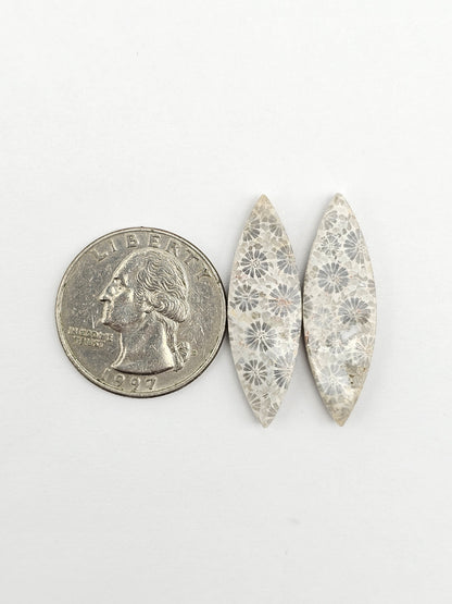 Fossilized Coral Agate Pair