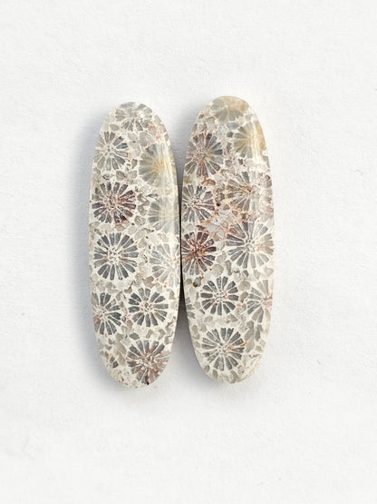 Fossilized Coral Agate Pair