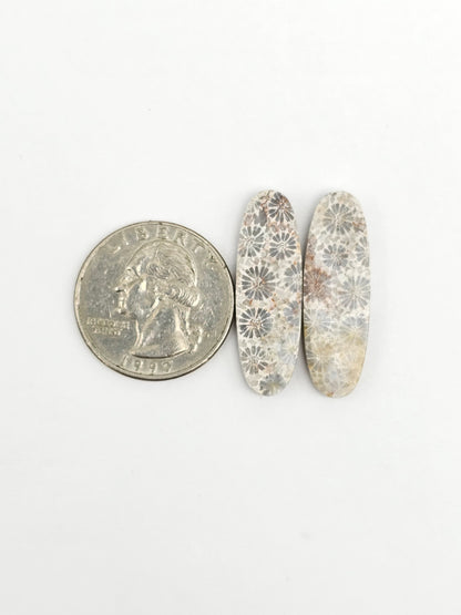 Fossilized Coral Agate Pair