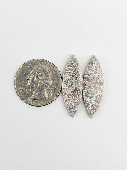 Fossilized Coral Agate Pair