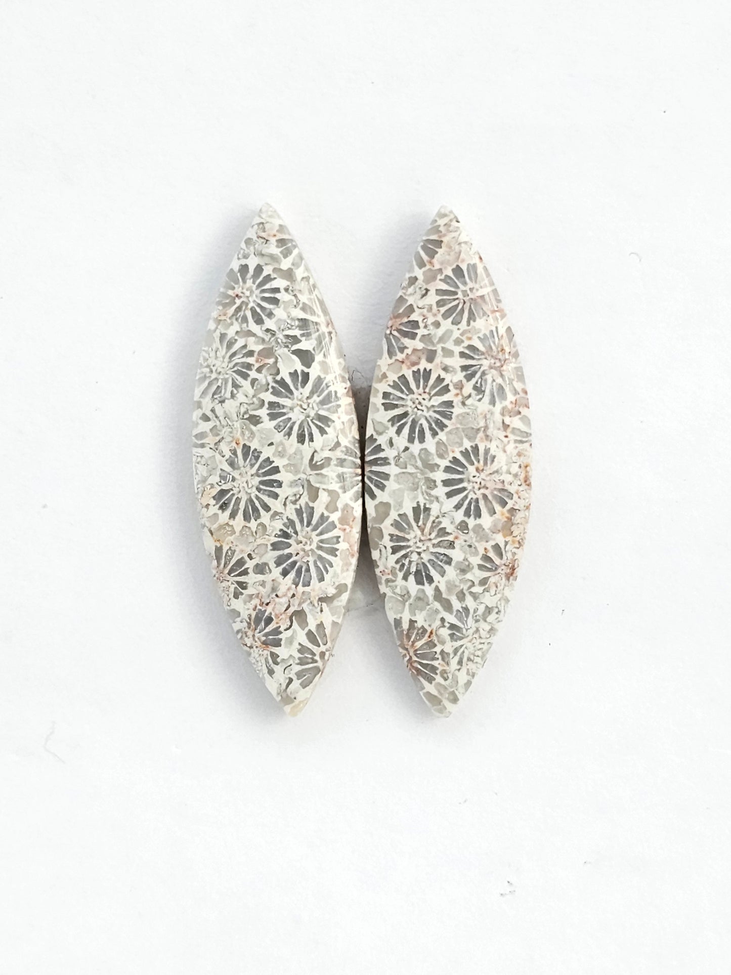 Fossilized Coral Agate Pair