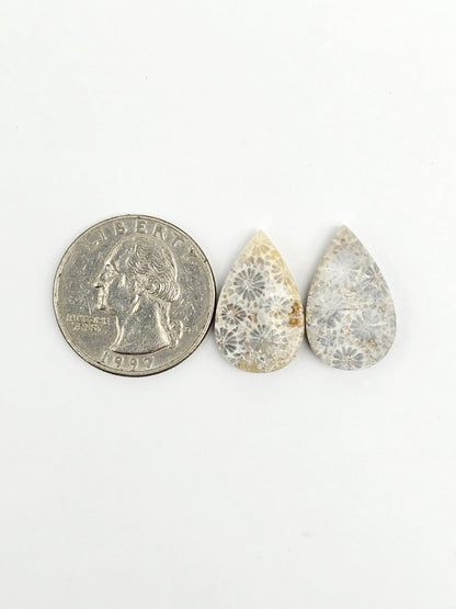 Fossilized Coral Agate Pair