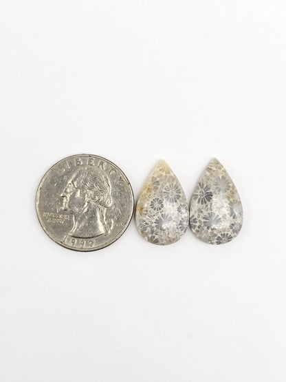 Fossilized Coral Agate Pair