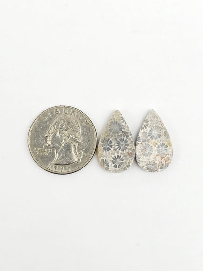Fossilized Coral Agate Pair