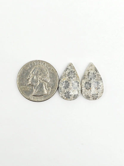 Fossilized Coral Agate Pair