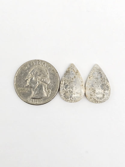 Fossilized Coral Agate Pair