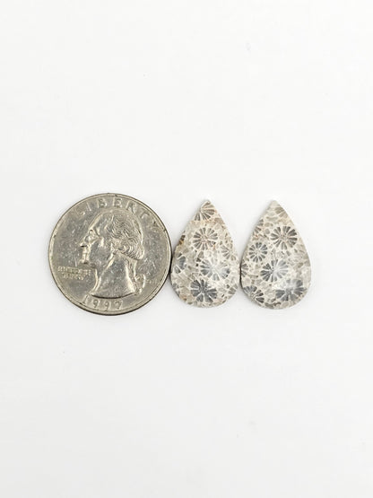 Fossilized Coral Agate Pair