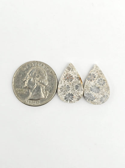 Fossilized Coral Agate Pair