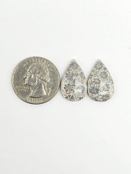 Fossilized Coral Agate Pair